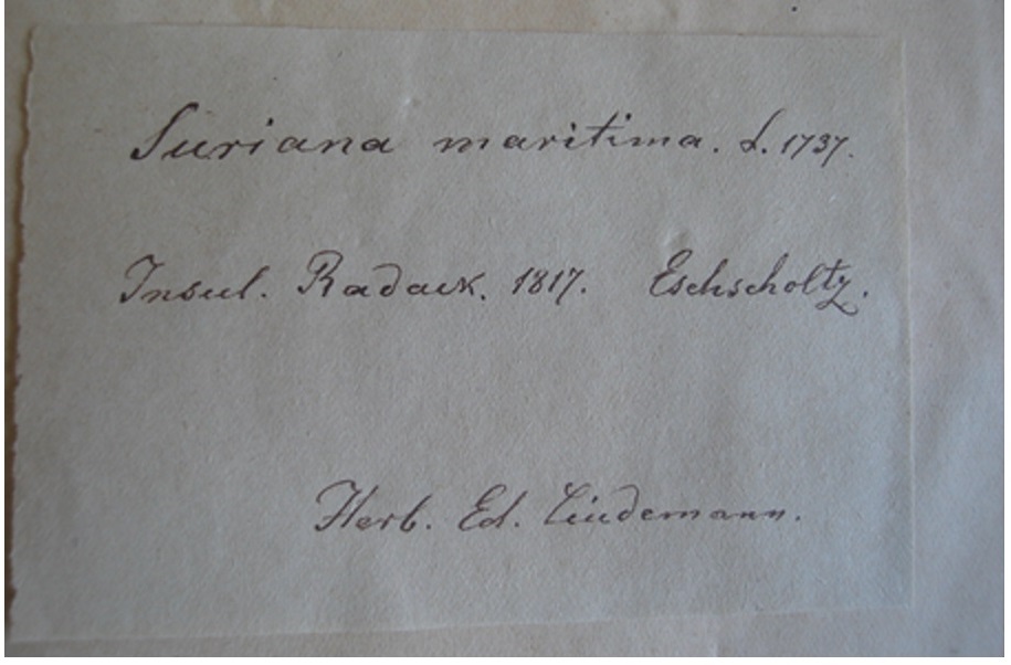 Гербарна етикетка Едуарда Ліндеманна