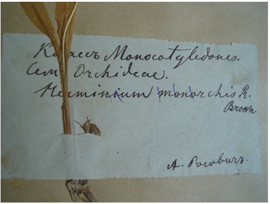 Етикетка А. С. Роговича