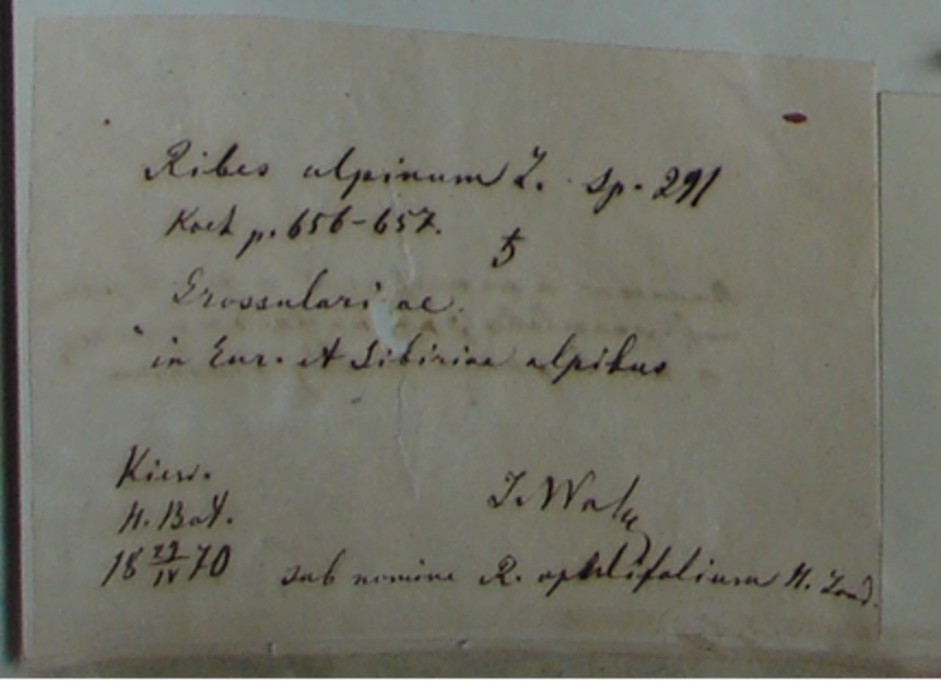 Етикетка Я. Я. Вальца